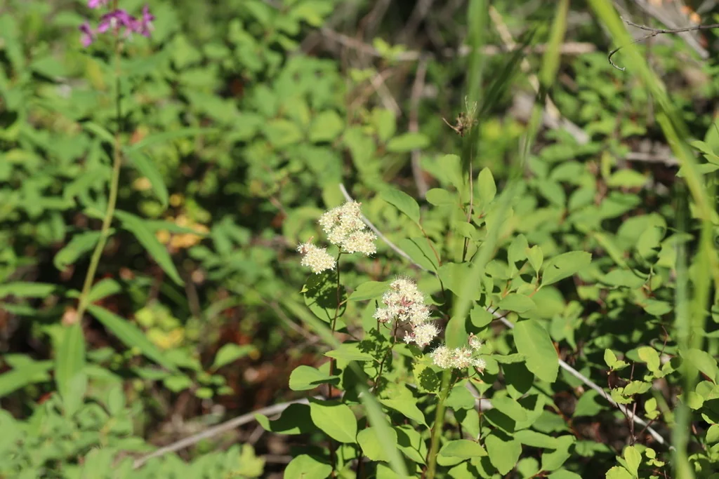 Spiraea Betulifolia Var. Lucida