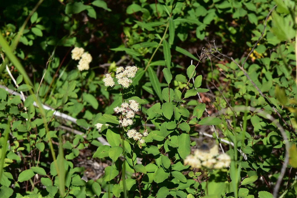 Spiraea Betulifolia Var. Lucida