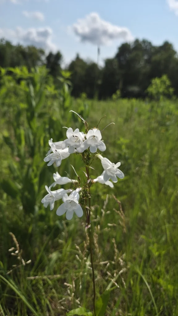 Penstemon Digitalis