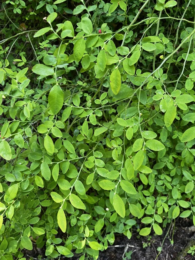 Vaccinium Parvifolium