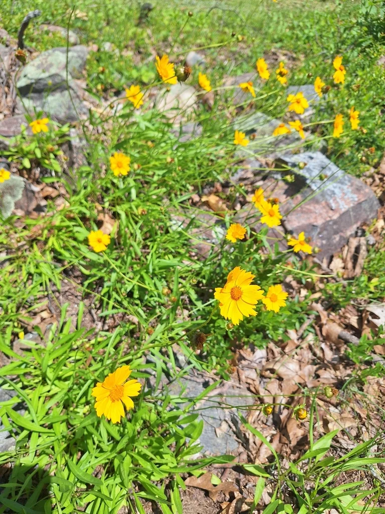 Coreopsis Lanceolata