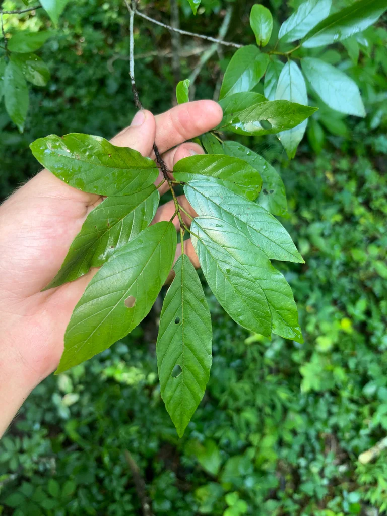 Rhamnus Caroliniana