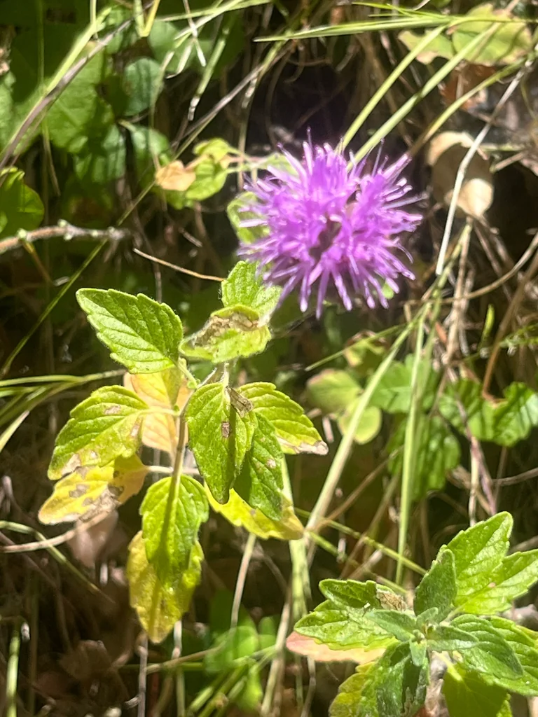 Monardella Villosa