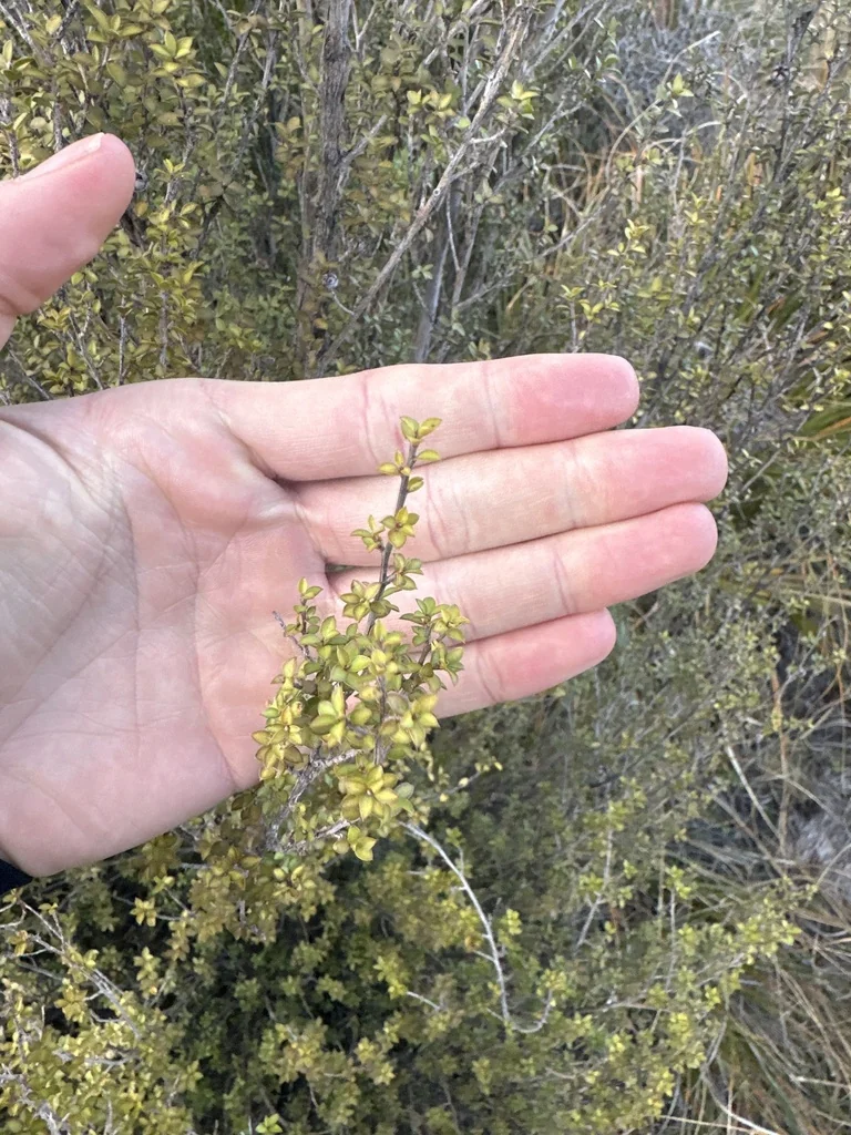 Leptospermum Scoparium