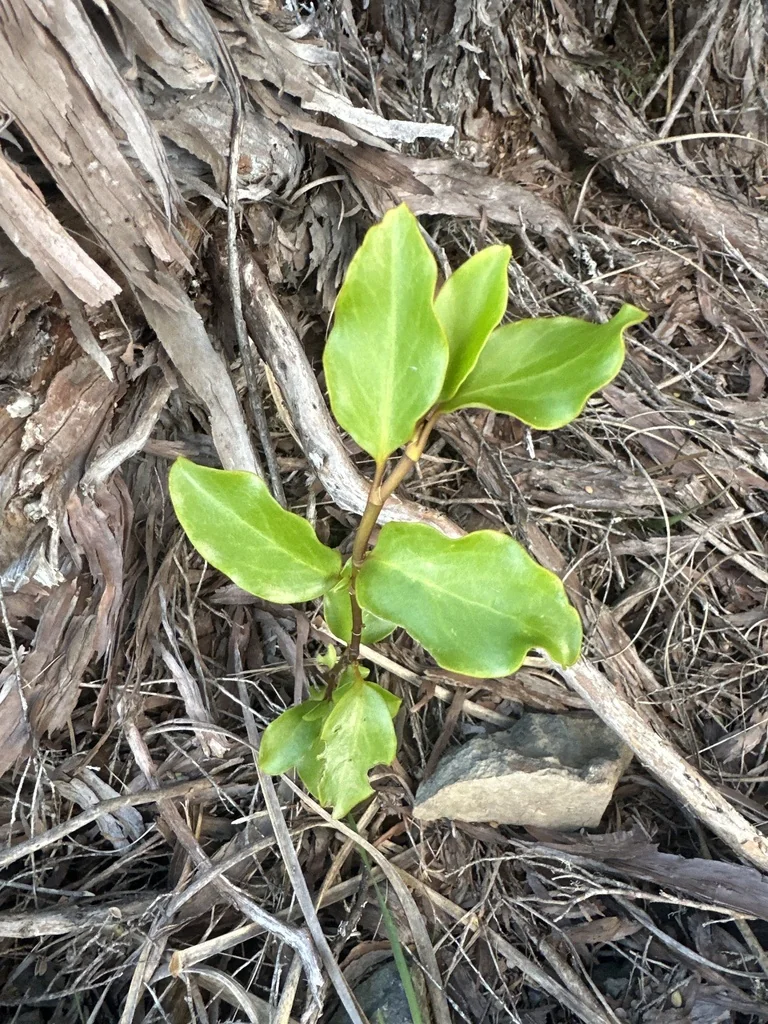 Griselinia Littoralis