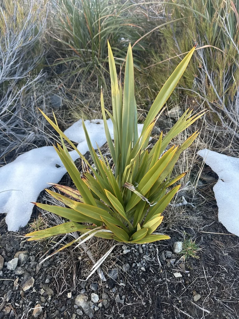Phormium Cookianum