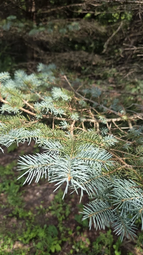 Picea Pungens