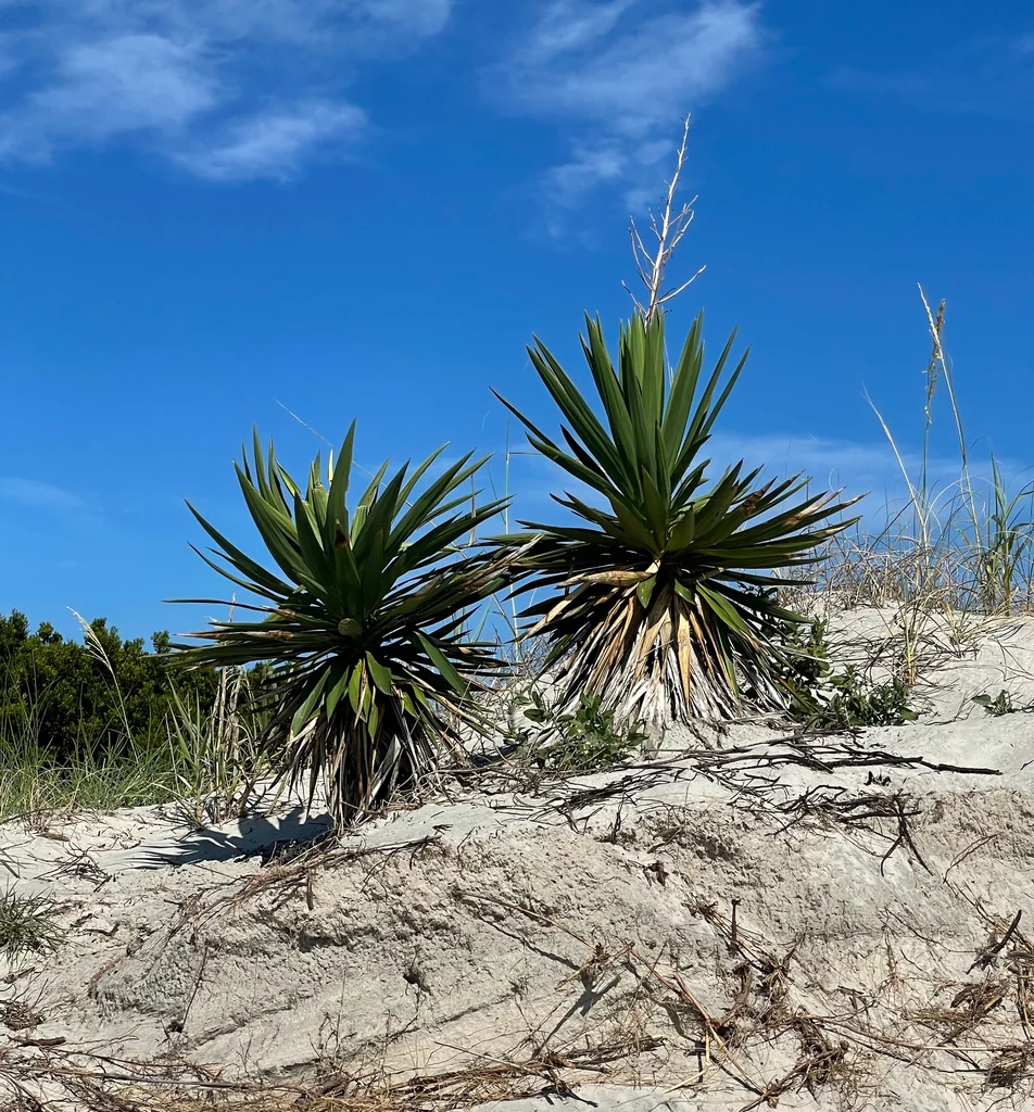 Yucca Gloriosa