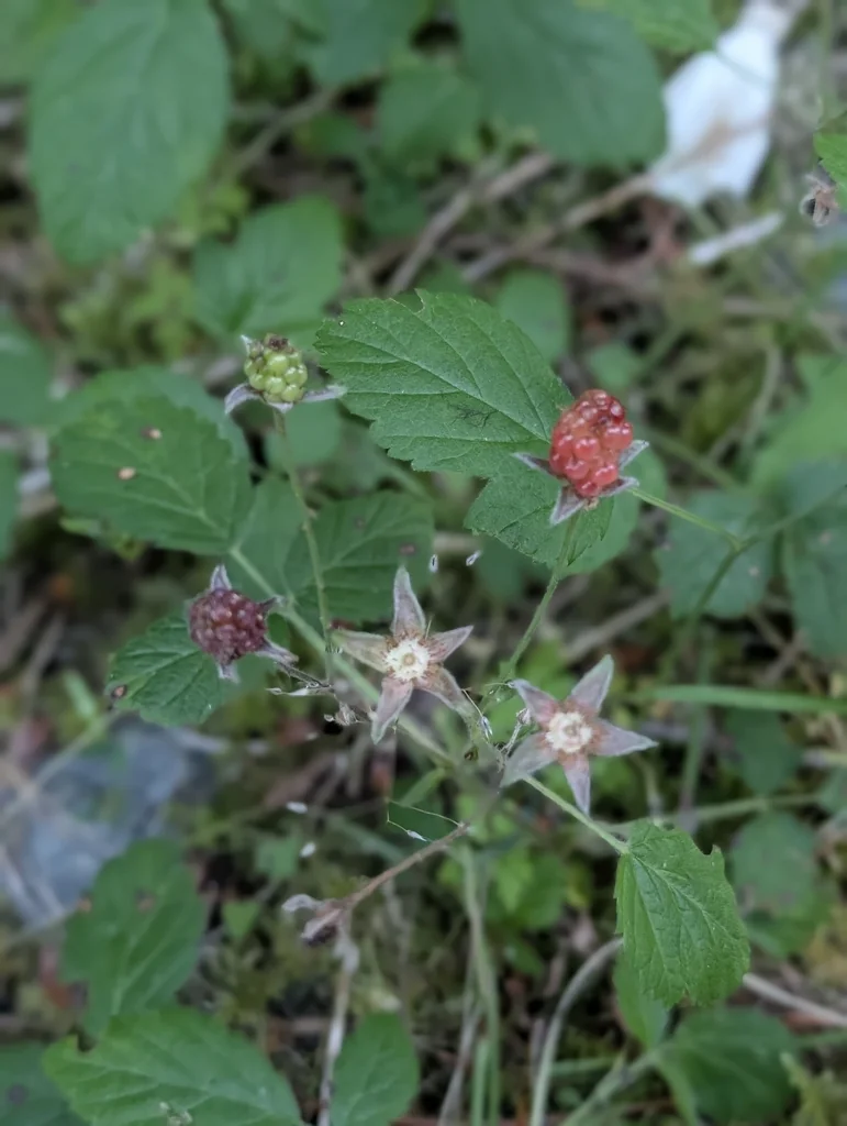 Rubus Ursinus