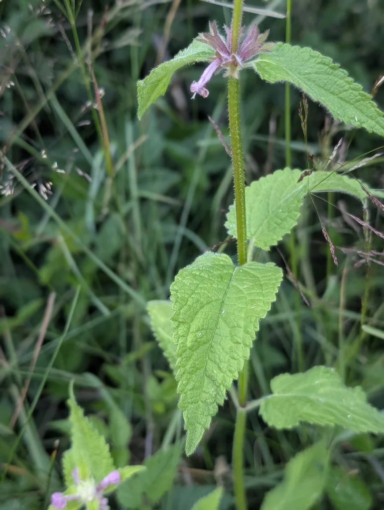 Stachys chamissonis