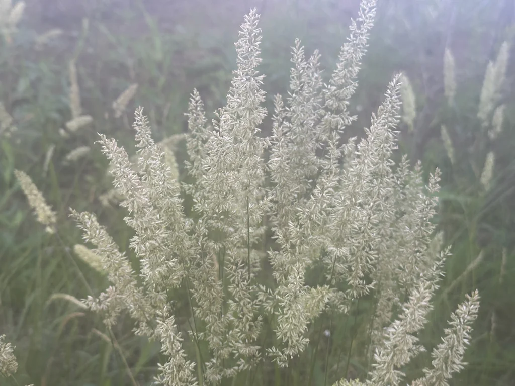 Koeleria Macrantha