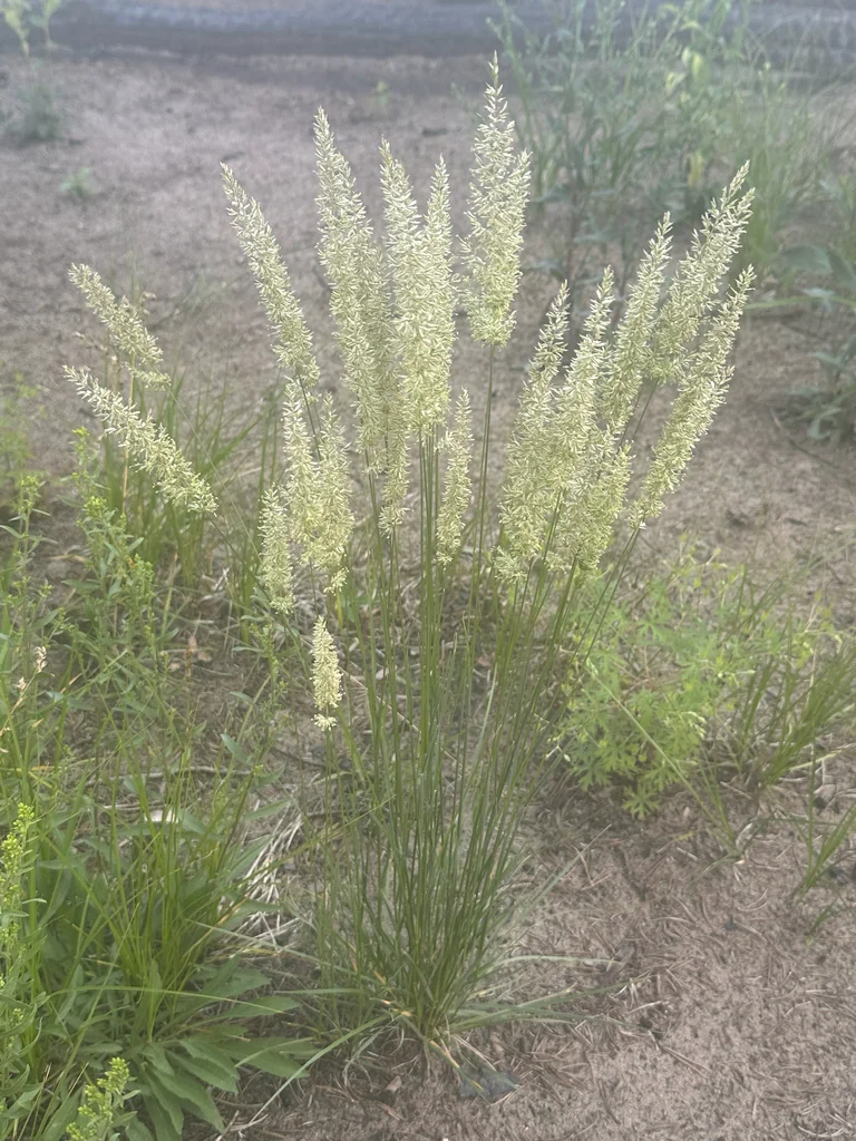 Koeleria Macrantha