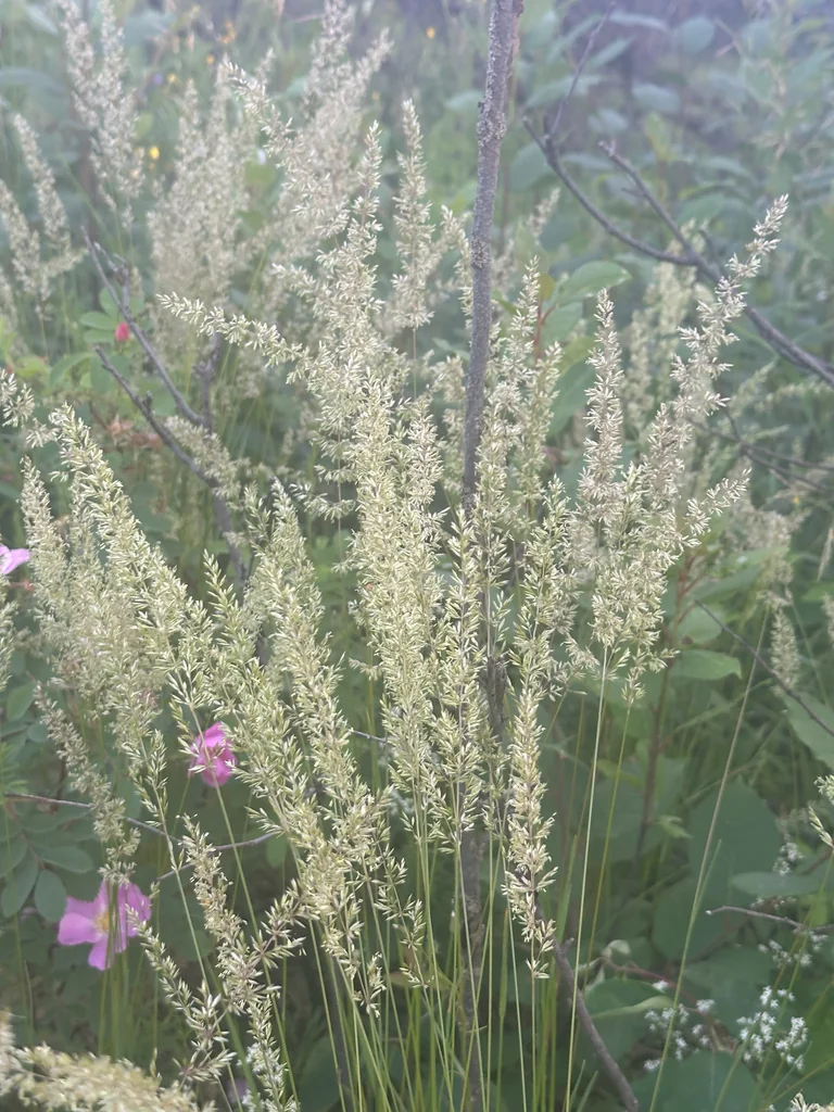 Koeleria Macrantha