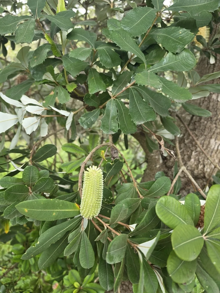 Banksia Integrifolia