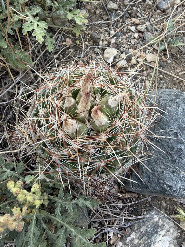 Escobaria Vivipara