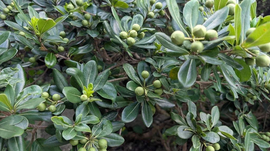 Pittosporum Tobira