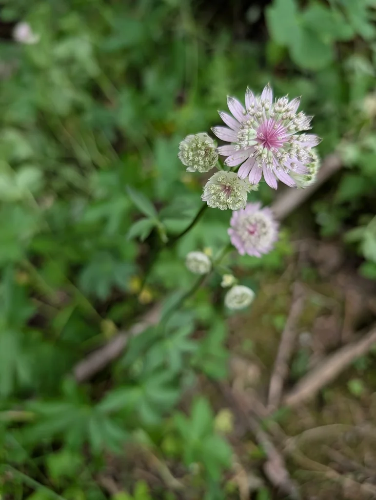 Astrantia Major