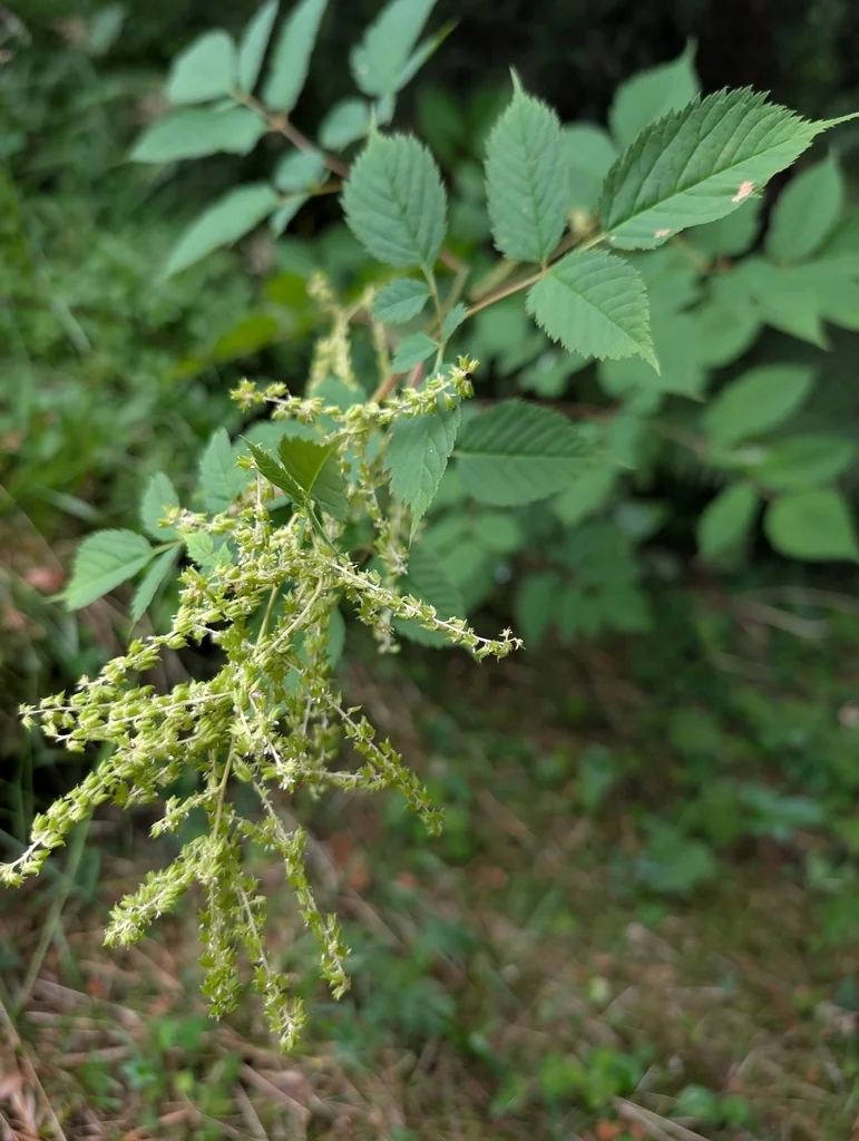 Aruncus Dioicus