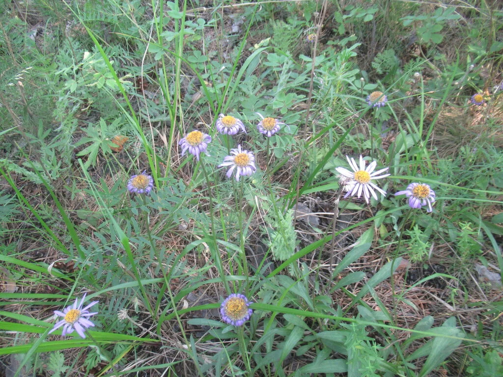 Aster alpinus