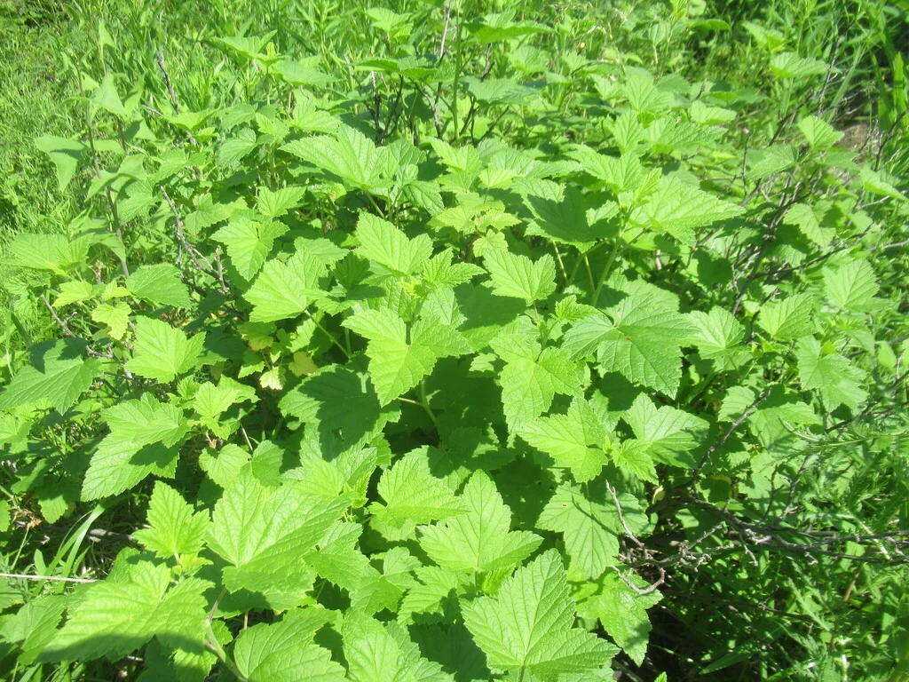 Ribes Nigrum