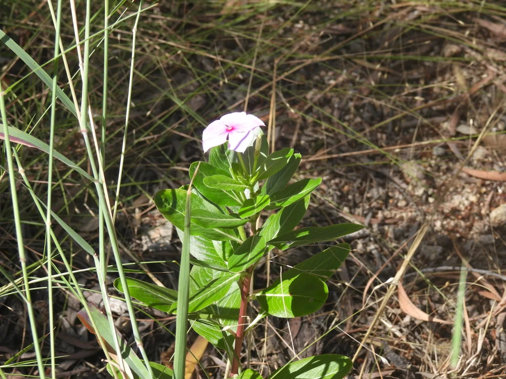 Catharanthus Roseus