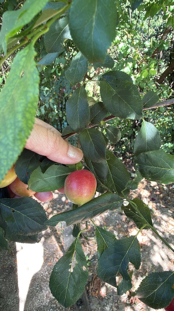 Prunus Cerasifera