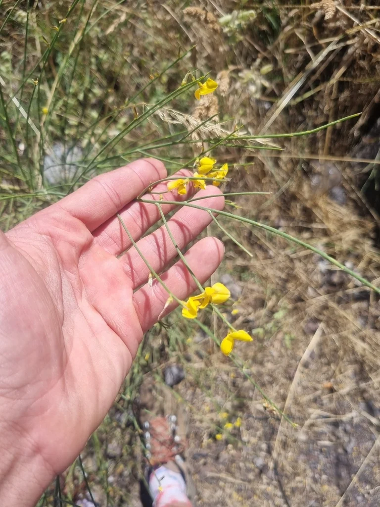Spartium Junceum