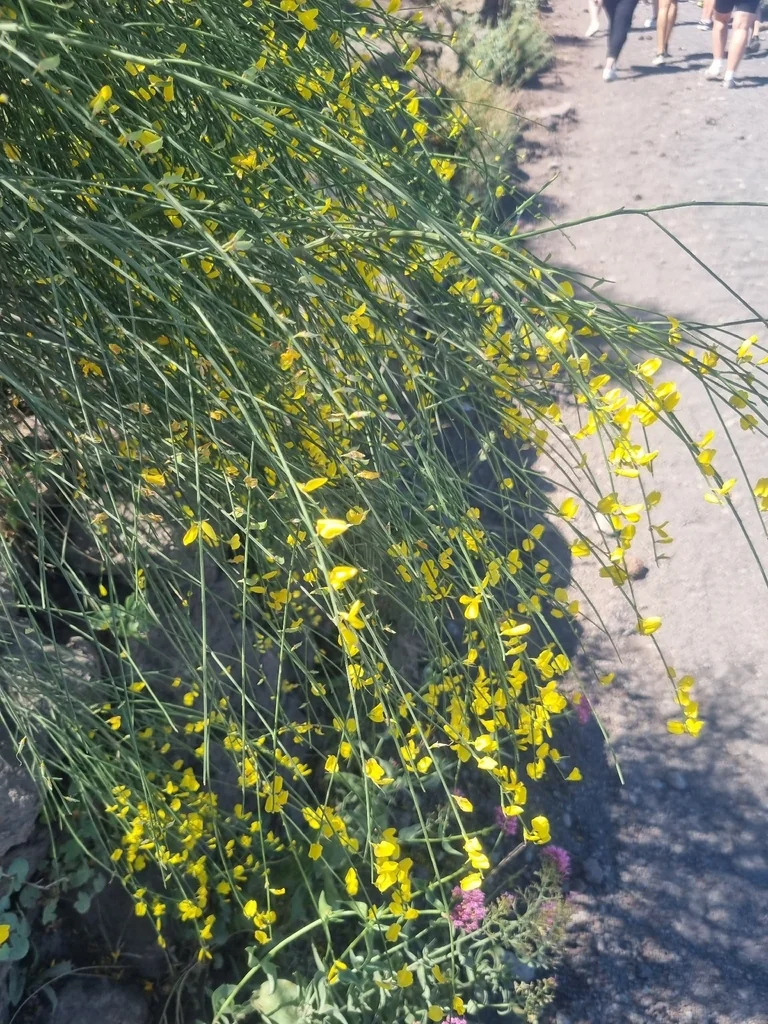 Spartium Junceum