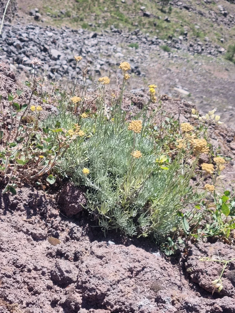 Helichrysum Italicum