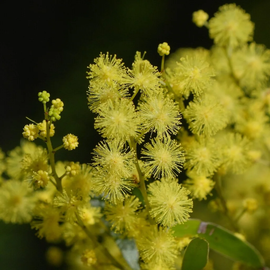 Acacia Fimbriata