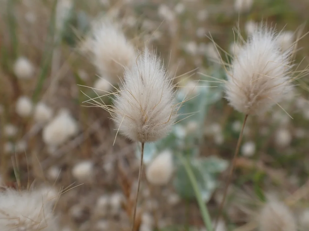 Lagurus Ovatus