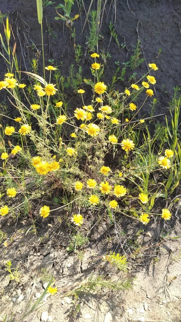 Anthemis Tinctoria