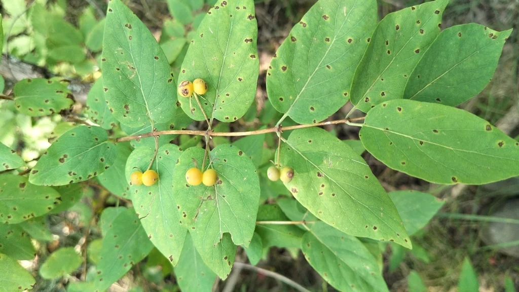 Lonicera Tatarica