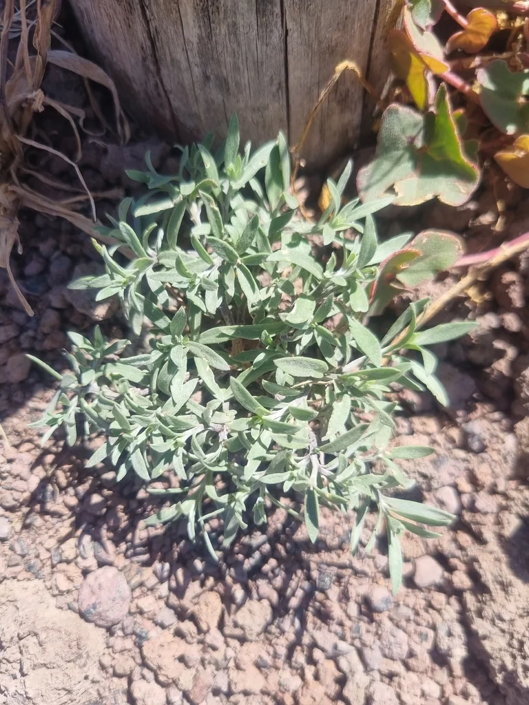 Lobularia maritima