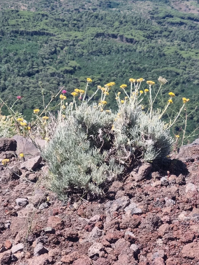 Helichrysum Italicum