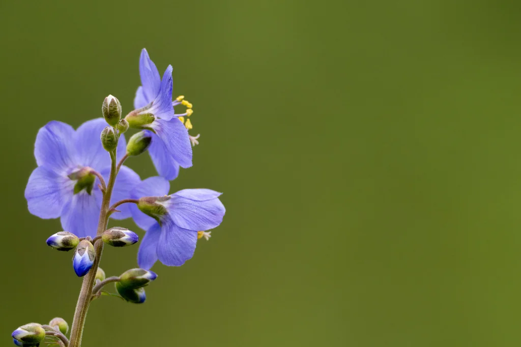 Polemonium Caeruleum