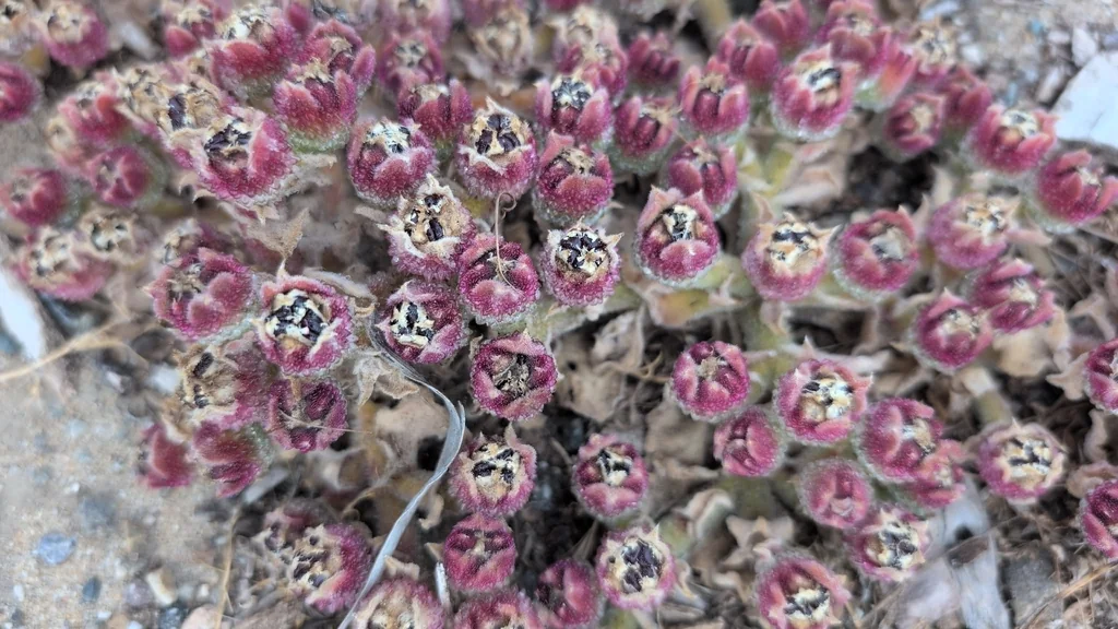 Mesembryanthemum Crystallinum