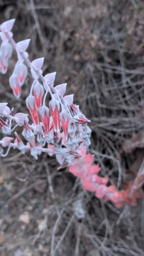 Dudleya Pulverulenta