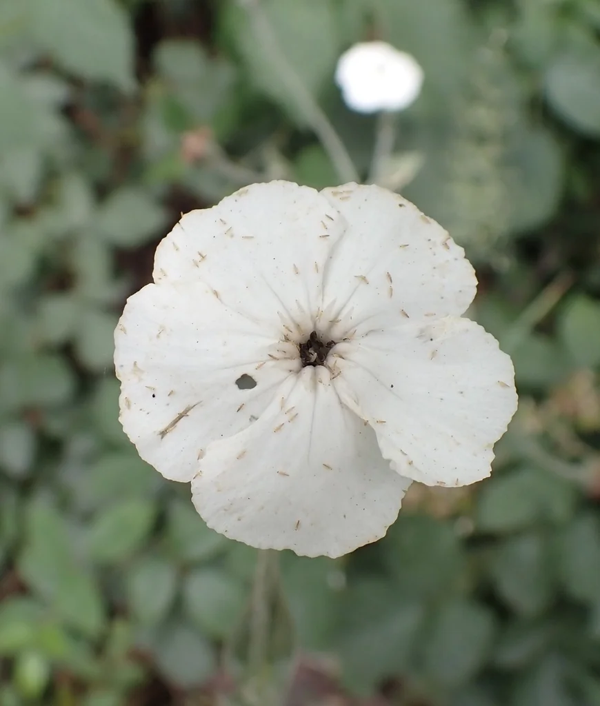 Lychnis Coronaria