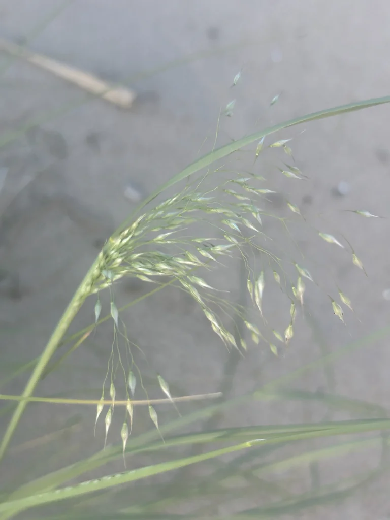Achnatherum hymenoides