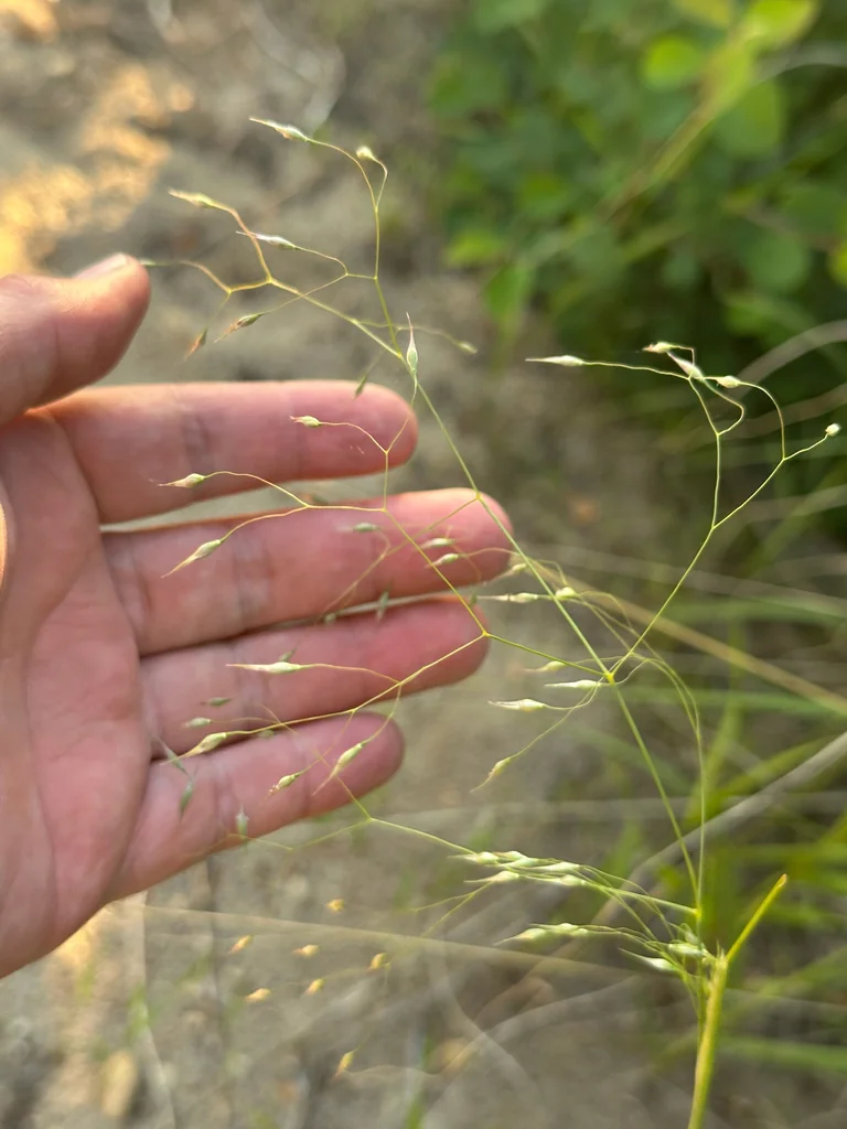 Achnatherum hymenoides