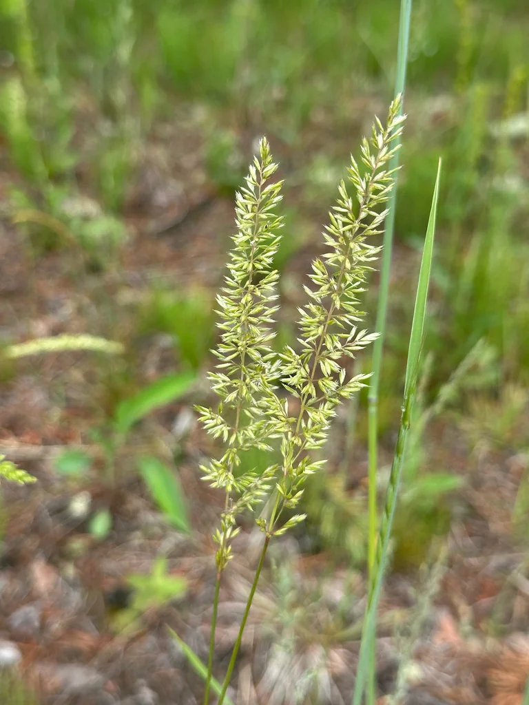 Koeleria Macrantha