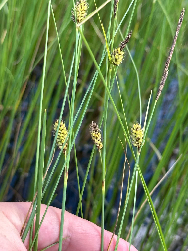 Carex Lasiocarpa