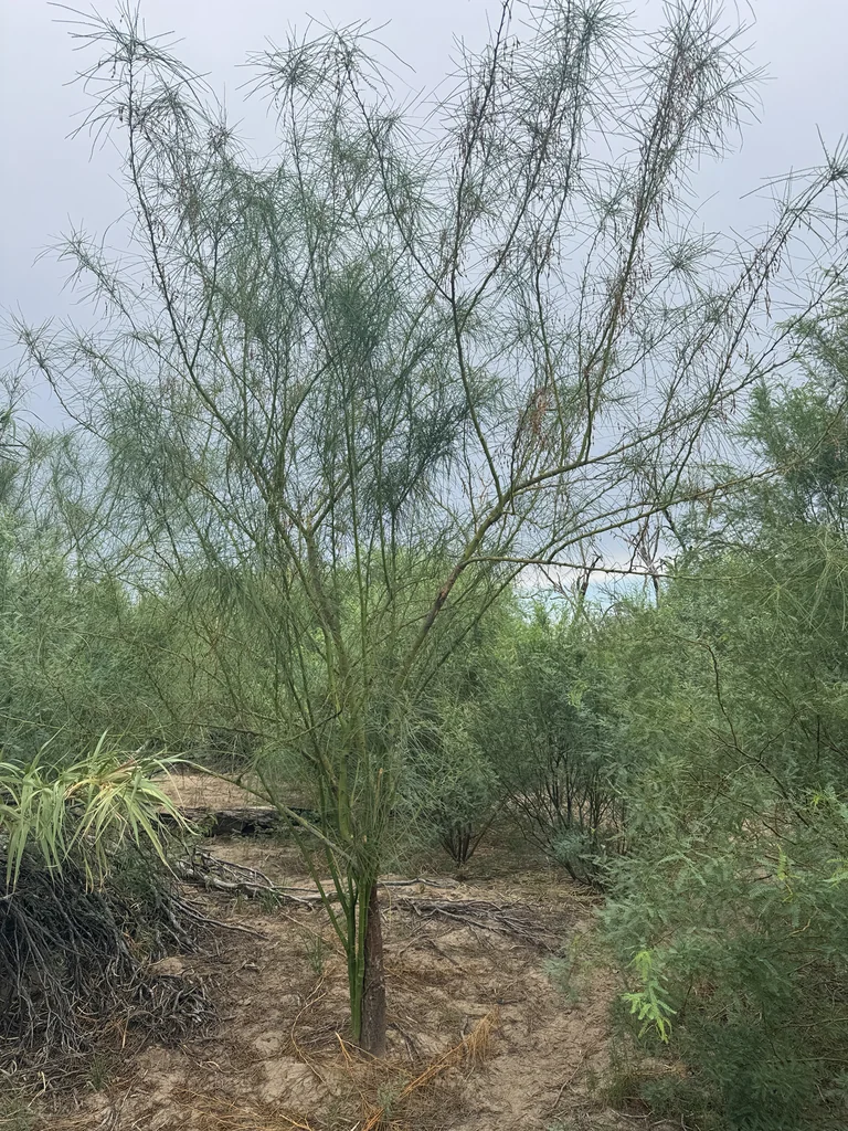 Parkinsonia Aculeata