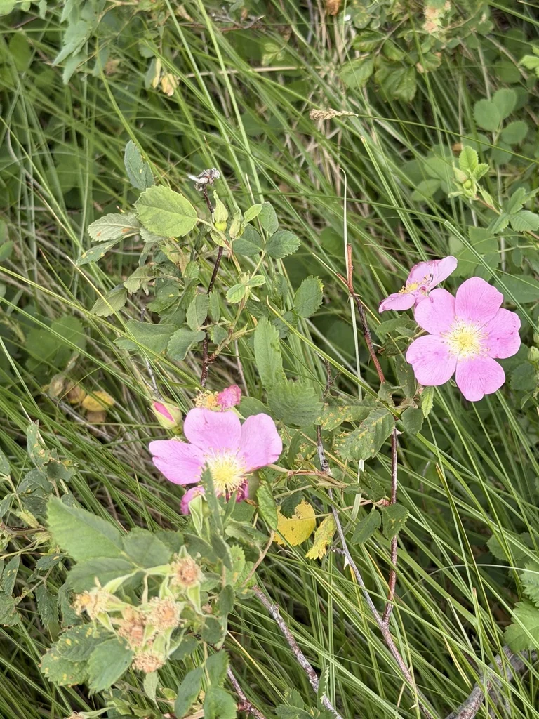 Rosa Californica