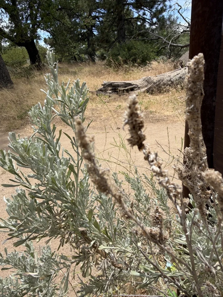 Artemisia Tridentata