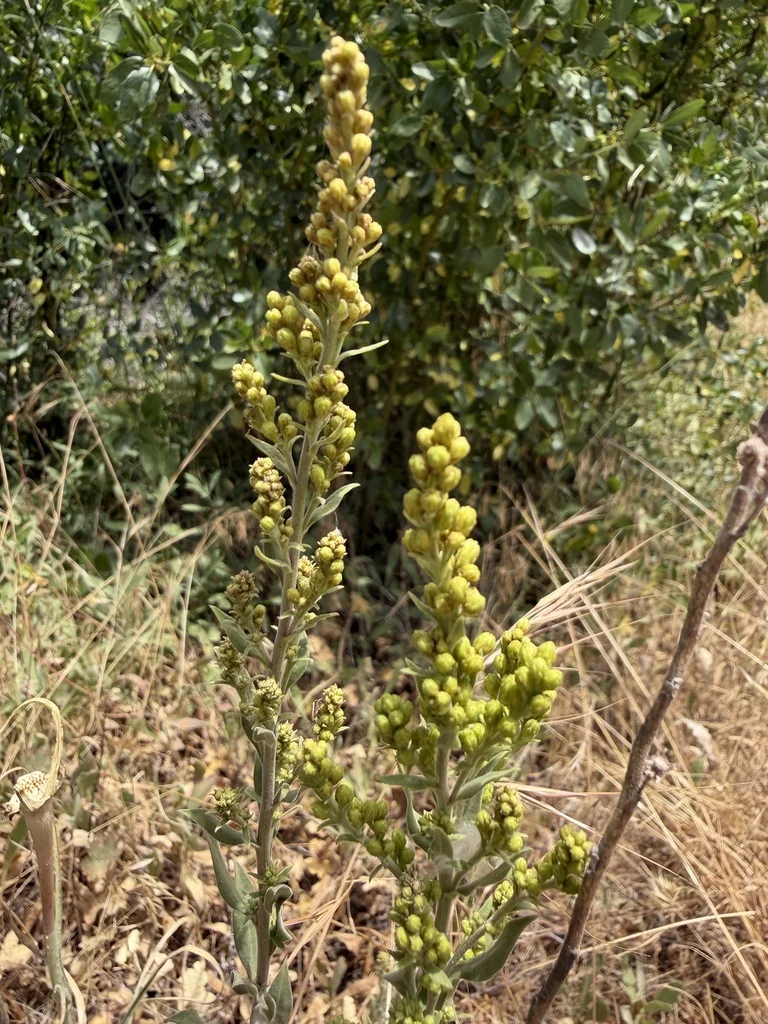 Solidago Californica