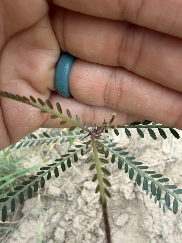 Parkinsonia Aculeata