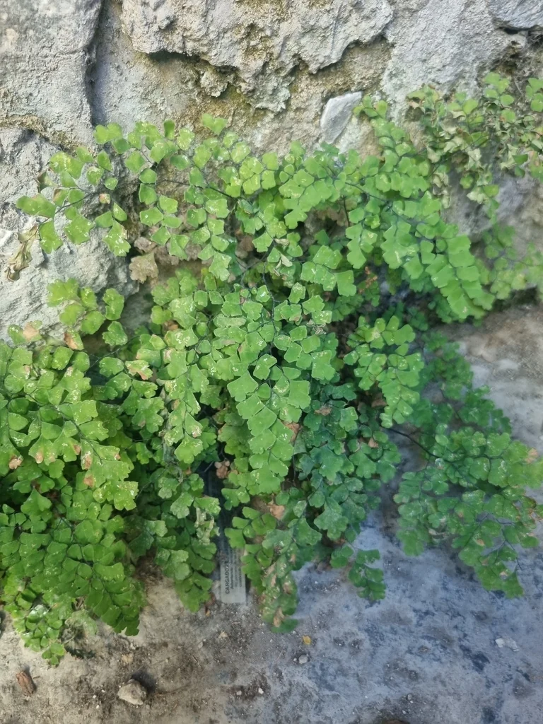 Adiantum Capillus-Veneris