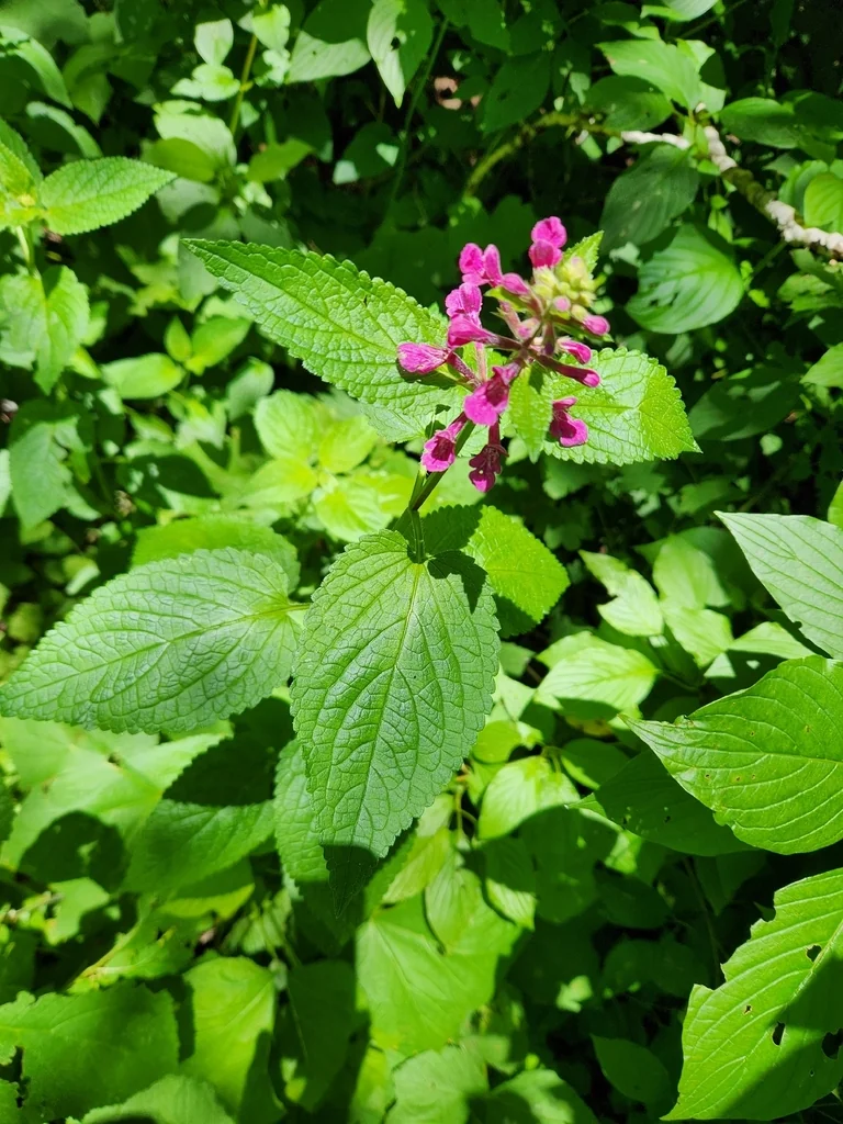 Stachys chamissonis
